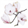 Servilleta 33x33cm White Magnolia
